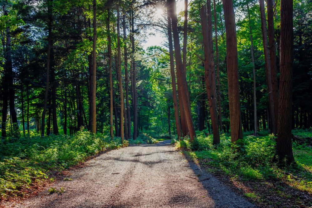 Photo of Hiking Trail in the Woods